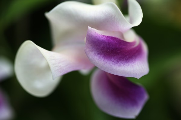 Corkscrew Flower Of Curves by Joy Watson